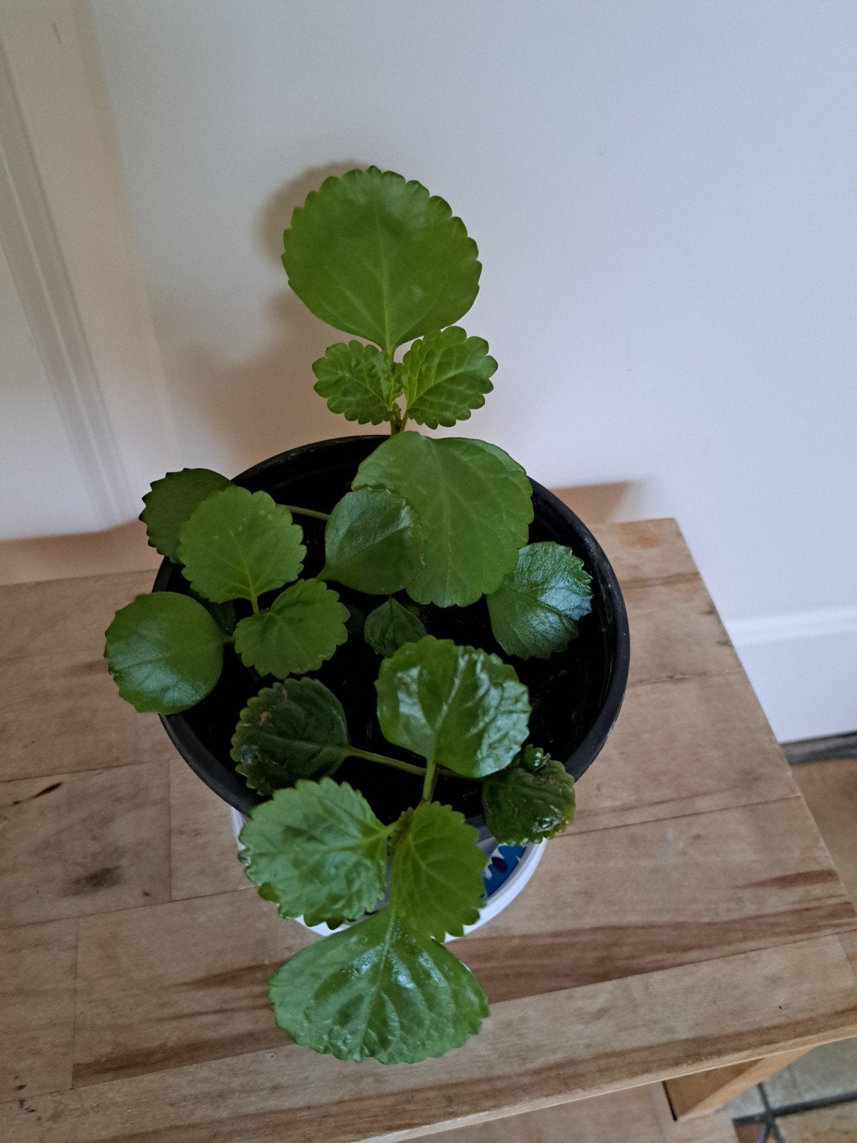 hangplant, Ophalen, Halfschaduw, Minder dan 100 cm