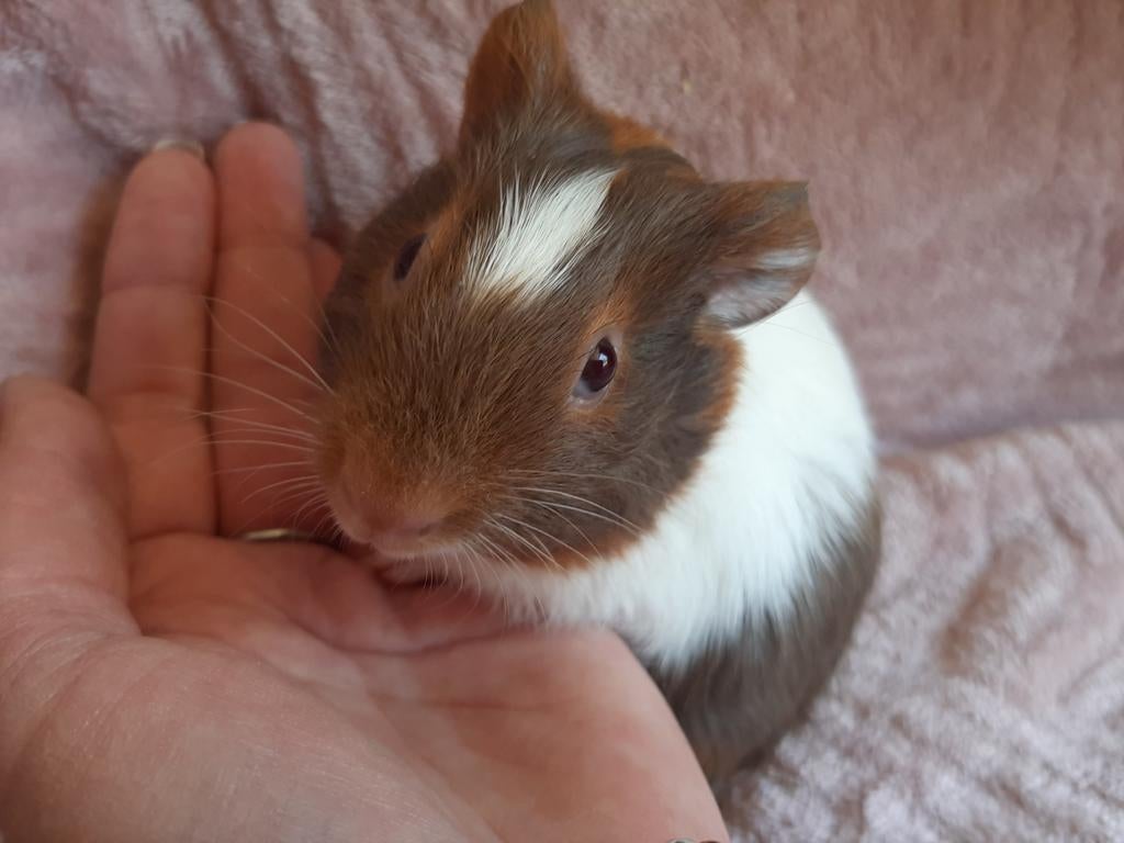 Cavia beertjes, Maart, Mannelijk, Cavia