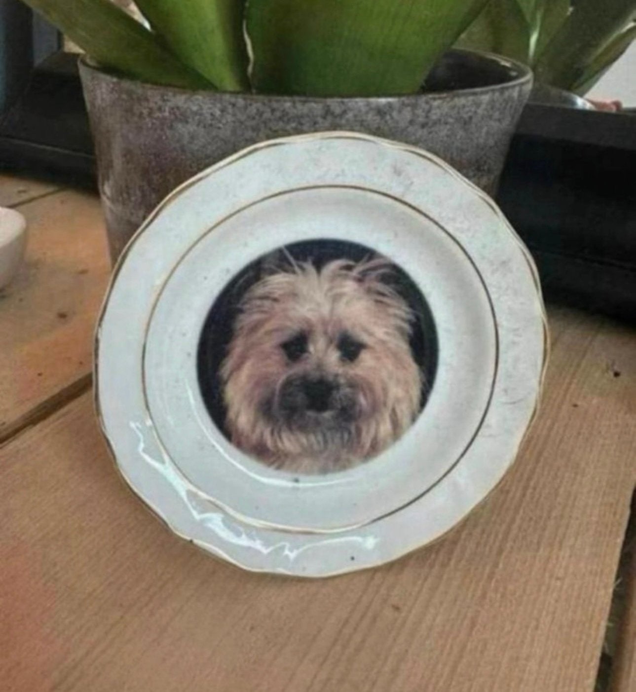 Nieuw: bordje met cairn terriër van faithful friends, Ophalen of Verzenden