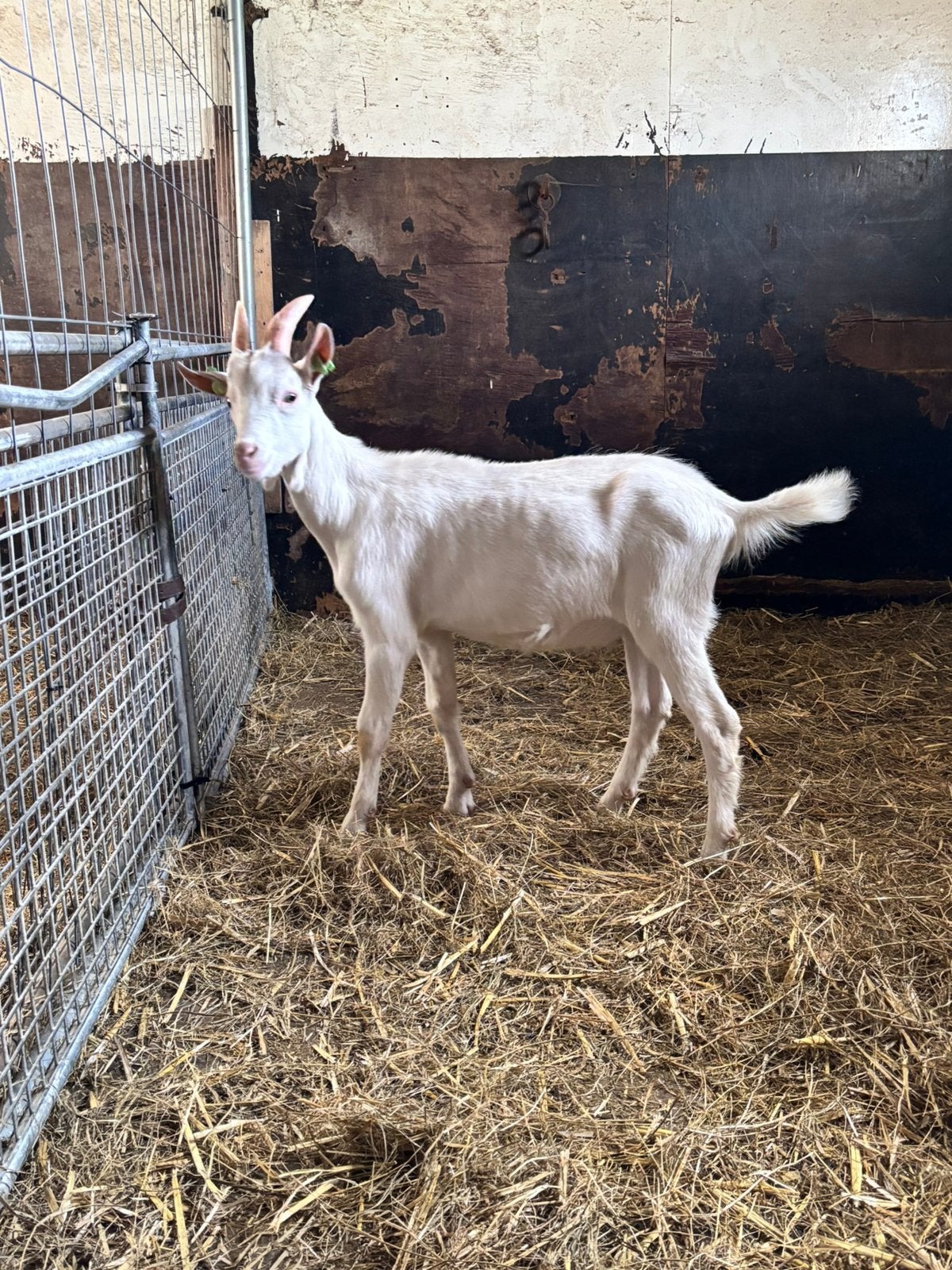 Bok, Dieren en Toebehoren, Mannelijk, Geit