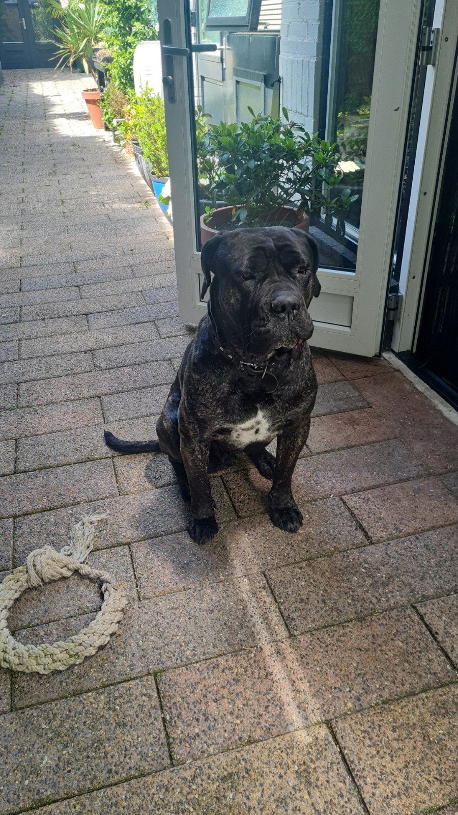 Goed tehuis gezocht voor een Cane Corso ., Dieren en Toebehoren, Parvo, Overige rassen, 1 tot 2 jaar, Eén hond