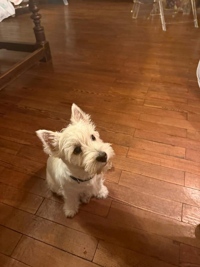 Dekreu Scotch Terrier gezocht, Teef, Eén hond, 3 tot 5 jaar, Nederland
