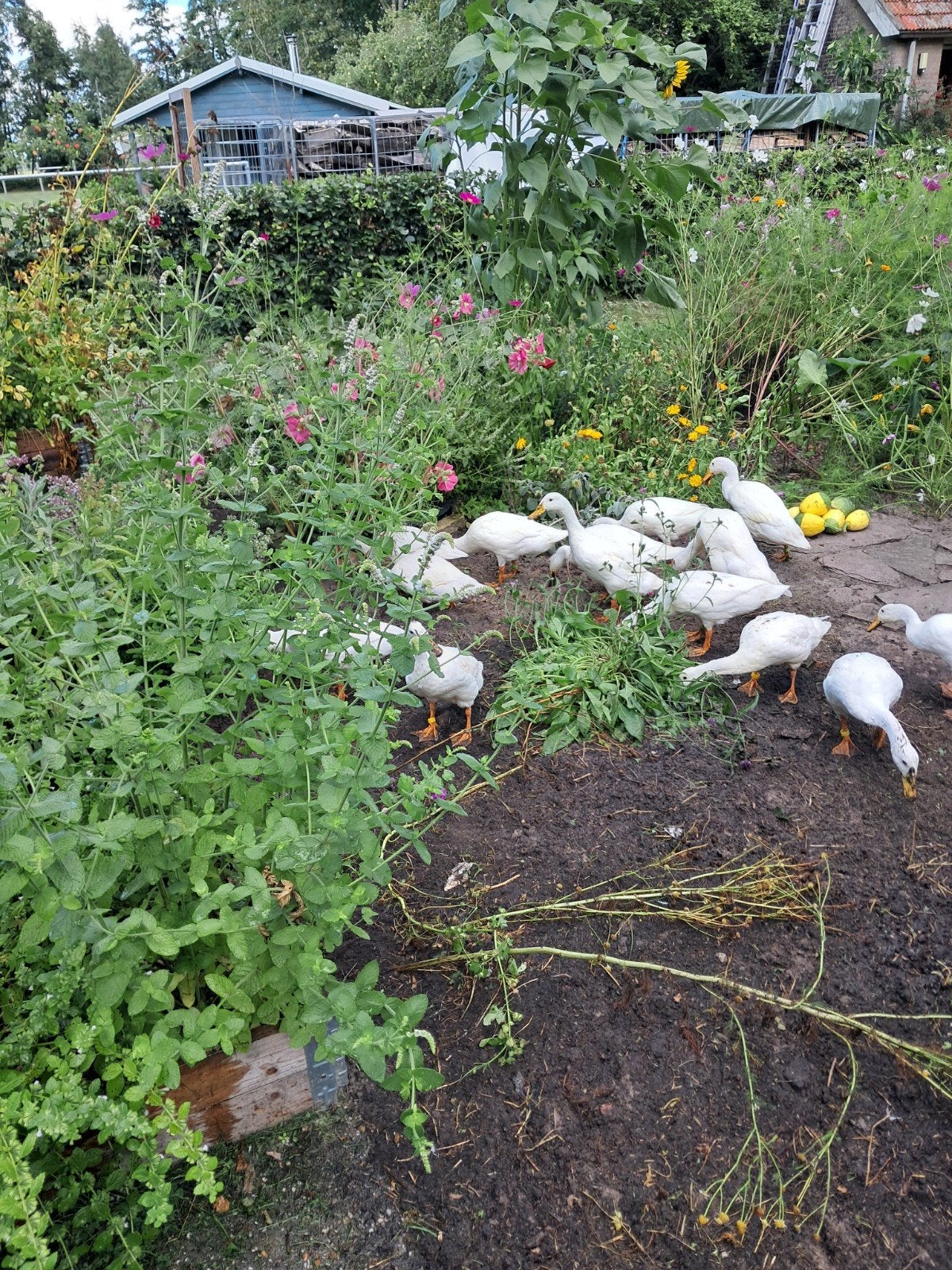 Witte Indische loopeend, Dieren en Toebehoren, Meerdere dieren, Eend