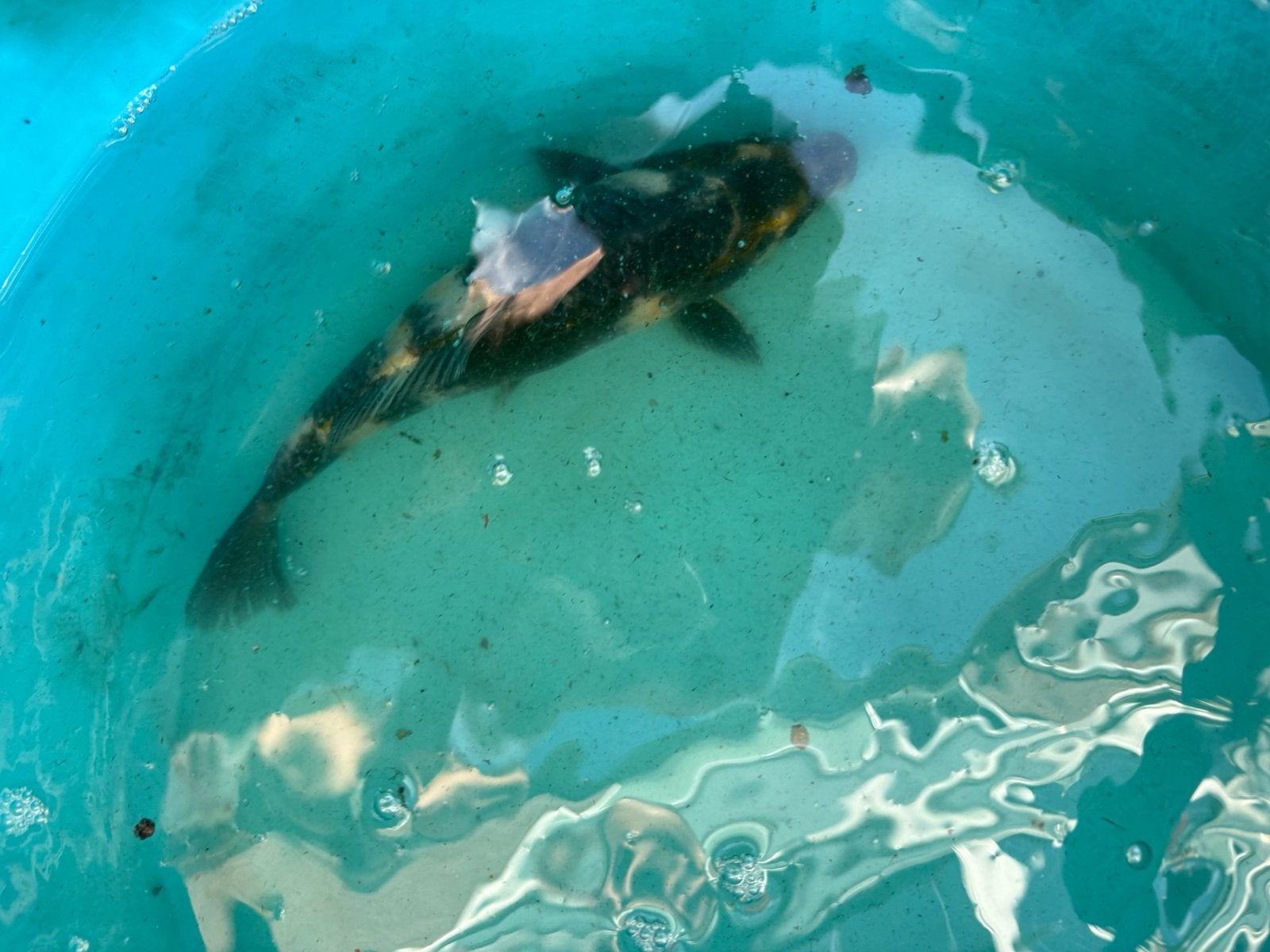 Koi te koop, Karper of Koi