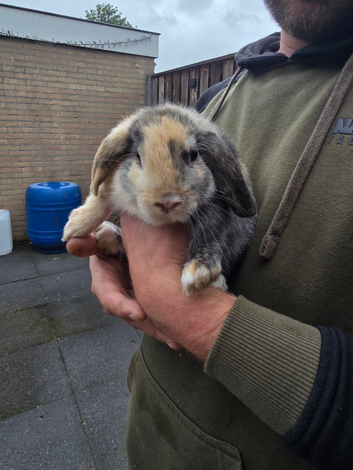 Nederlandse Dwerg Hangoor , rammelaar 8 weken, Dieren en Toebehoren, Mannelijk, Dwerg, Hangoor, 0 tot 2 jaar