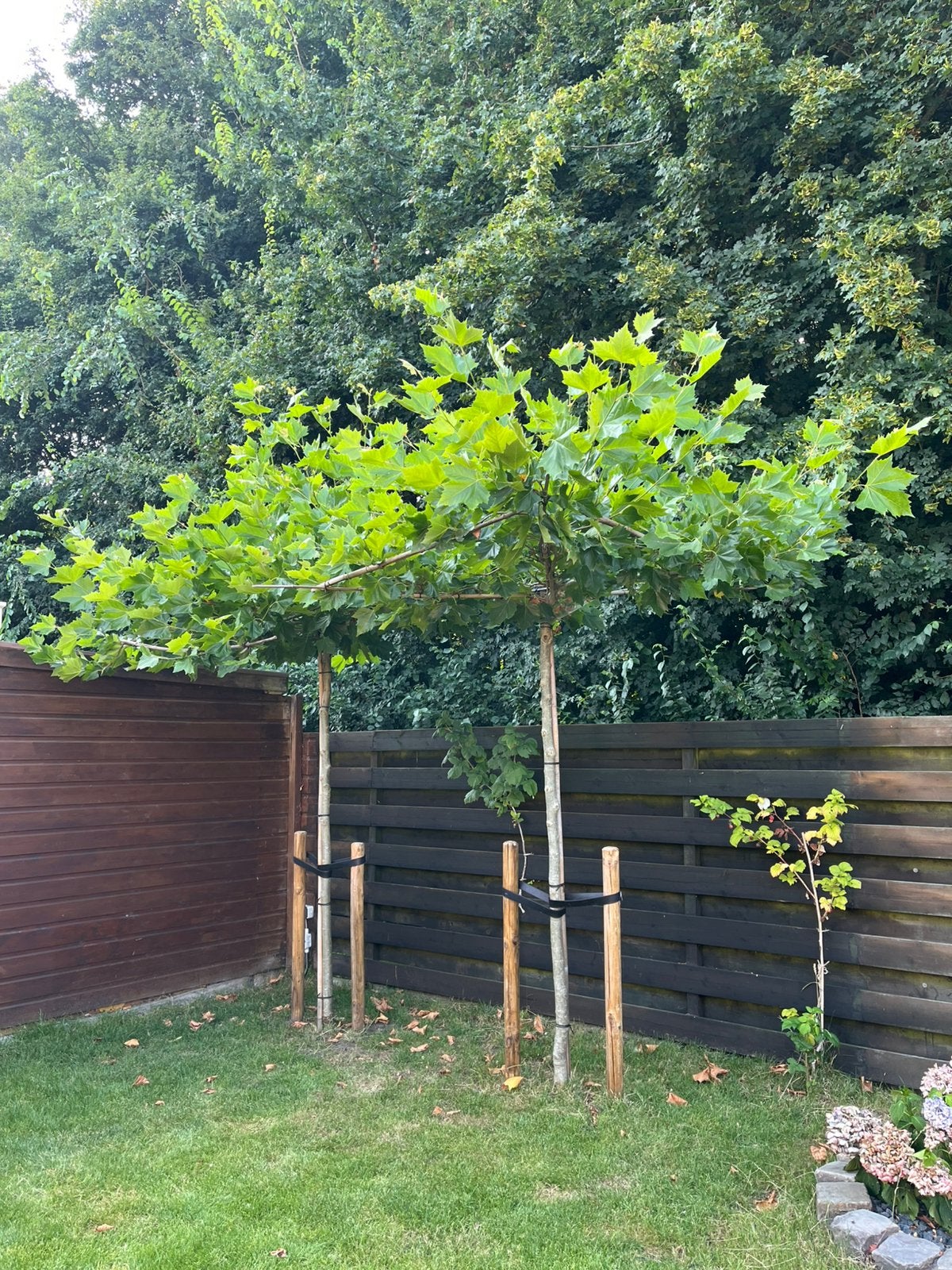 Dakplataan (platanus hispanica) x 2, Tuin en Terras, Ophalen, Volle zon, Dakboom, 100 tot 250 cm