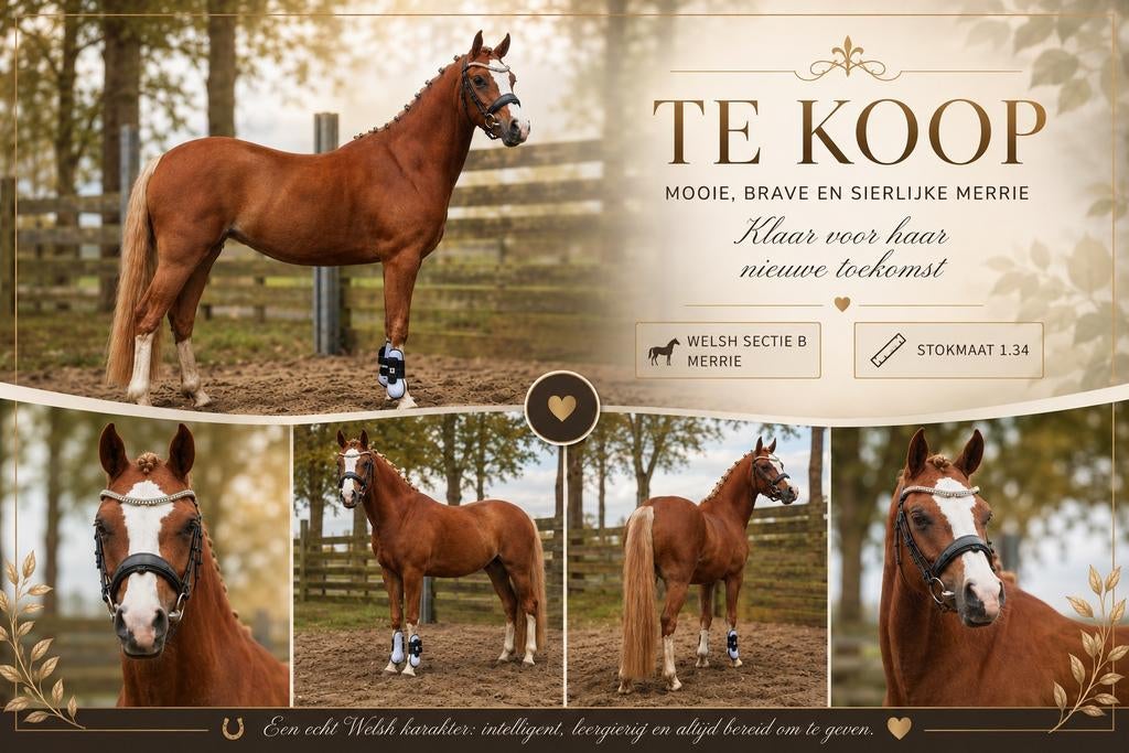 3 jarige welsh B merrie, Dieren en Toebehoren, Merrie, 3 tot 6 jaar