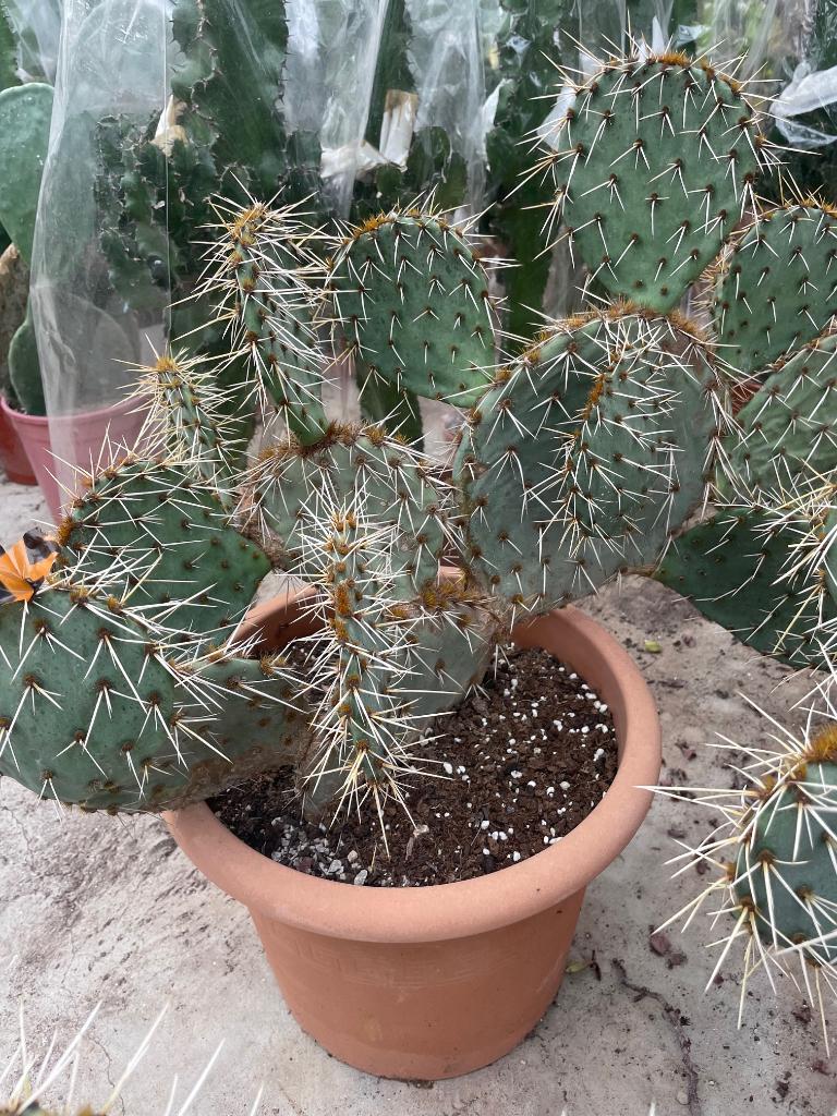 Cactus Opuntia Macrorhiza  var Chloe, Ophalen, Minder dan 100 cm, Bloeiende kamerplant, Volle zon