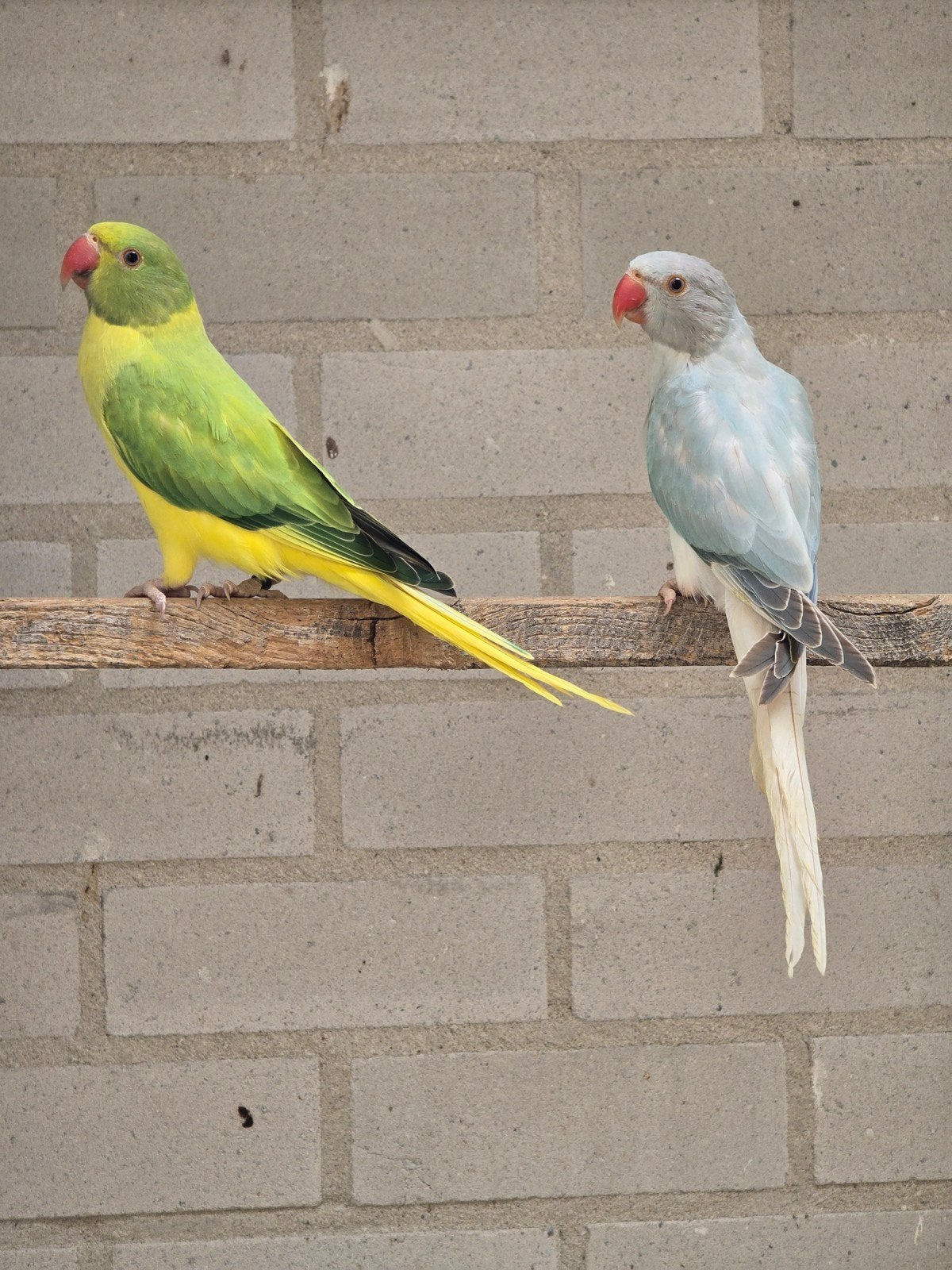 halsbandparkieten, Meerdere dieren, Parkiet
