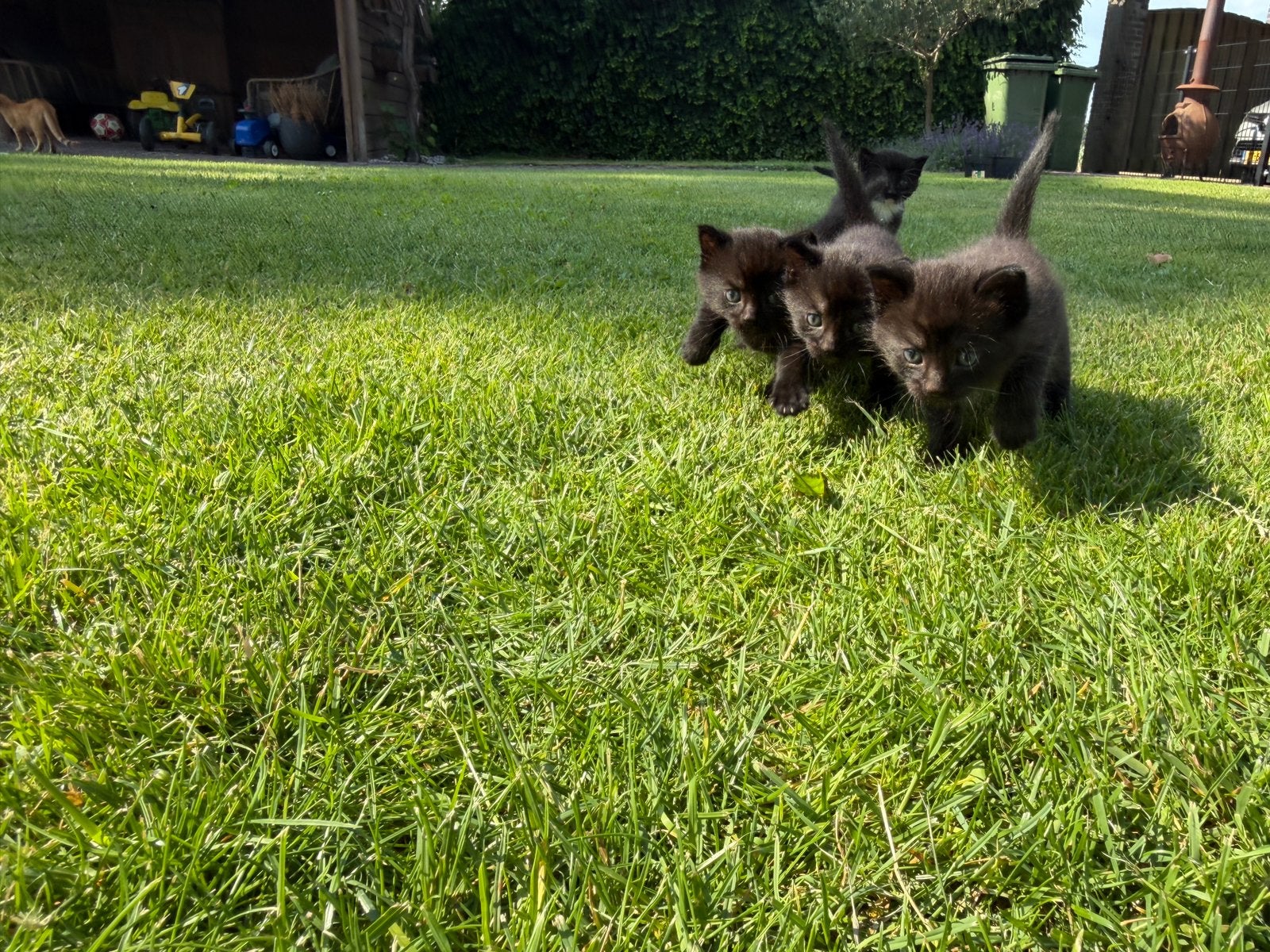 4 Tamme Boerderijkittens (2 gereserveerd), Dieren en Toebehoren, Meerdere dieren