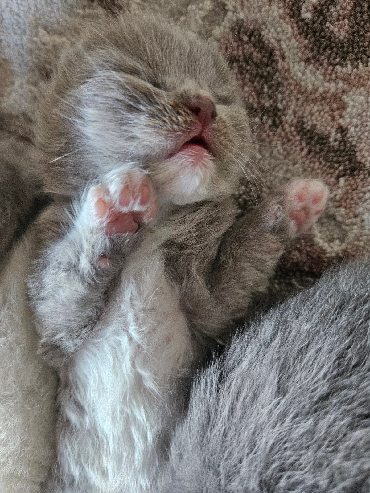 Lieve en gezonde ragdol kittens  zoeken een nieuwe thuis., Dieren en Toebehoren, Katten en Kittens | Raskatten | Langhaar