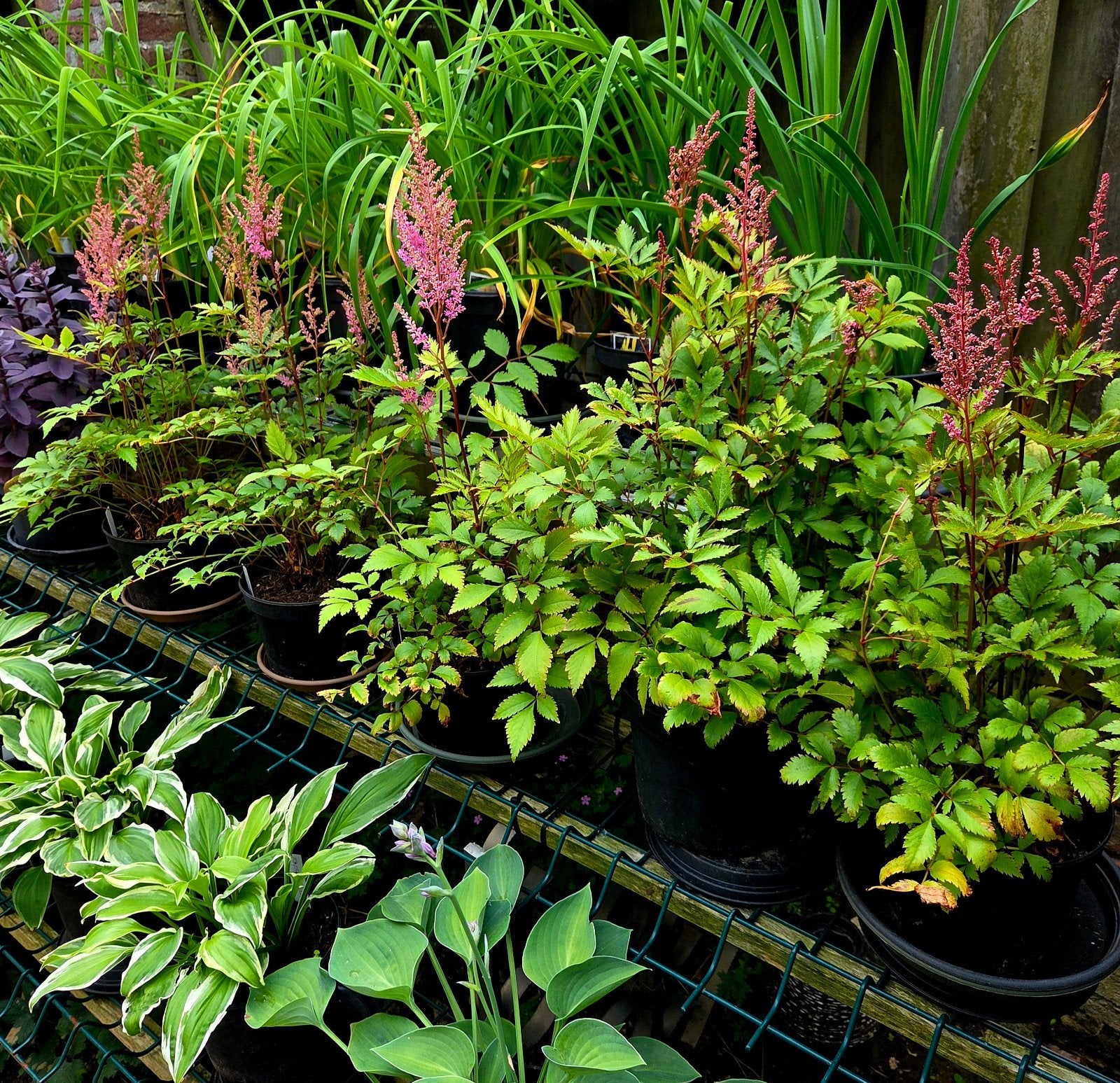 Grote potten astilbe's, Tuin en Terras, Ophalen