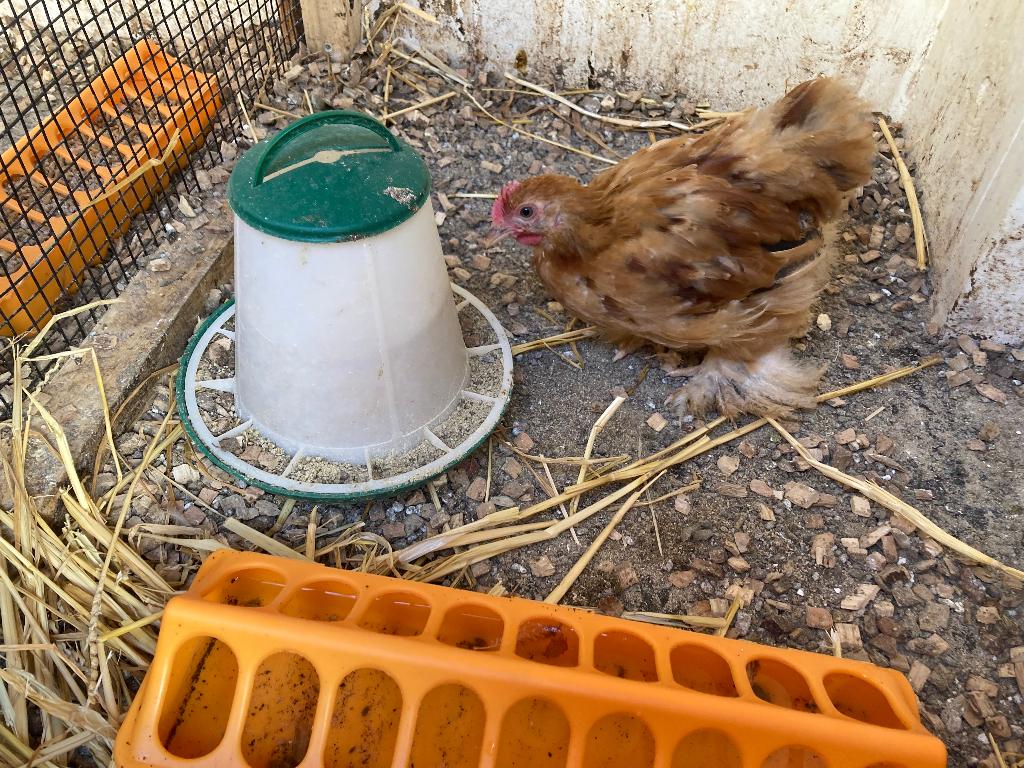 Cochin kriel kuiken haan., Dieren en Toebehoren, Pluimvee, Mannelijk, Kip