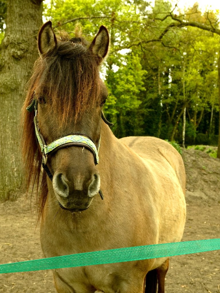 Rocky/IJslander mix, Dieren en Toebehoren, Minder dan 160 cm, Ruin, Zadelmak, Recreatiepaard