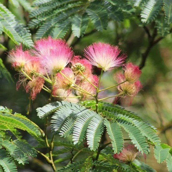 Perzische slaapboom/Albizia julibrissin 'E.H. Wilson te koop, Overige soorten, Zomer, Ophalen, Volle zon