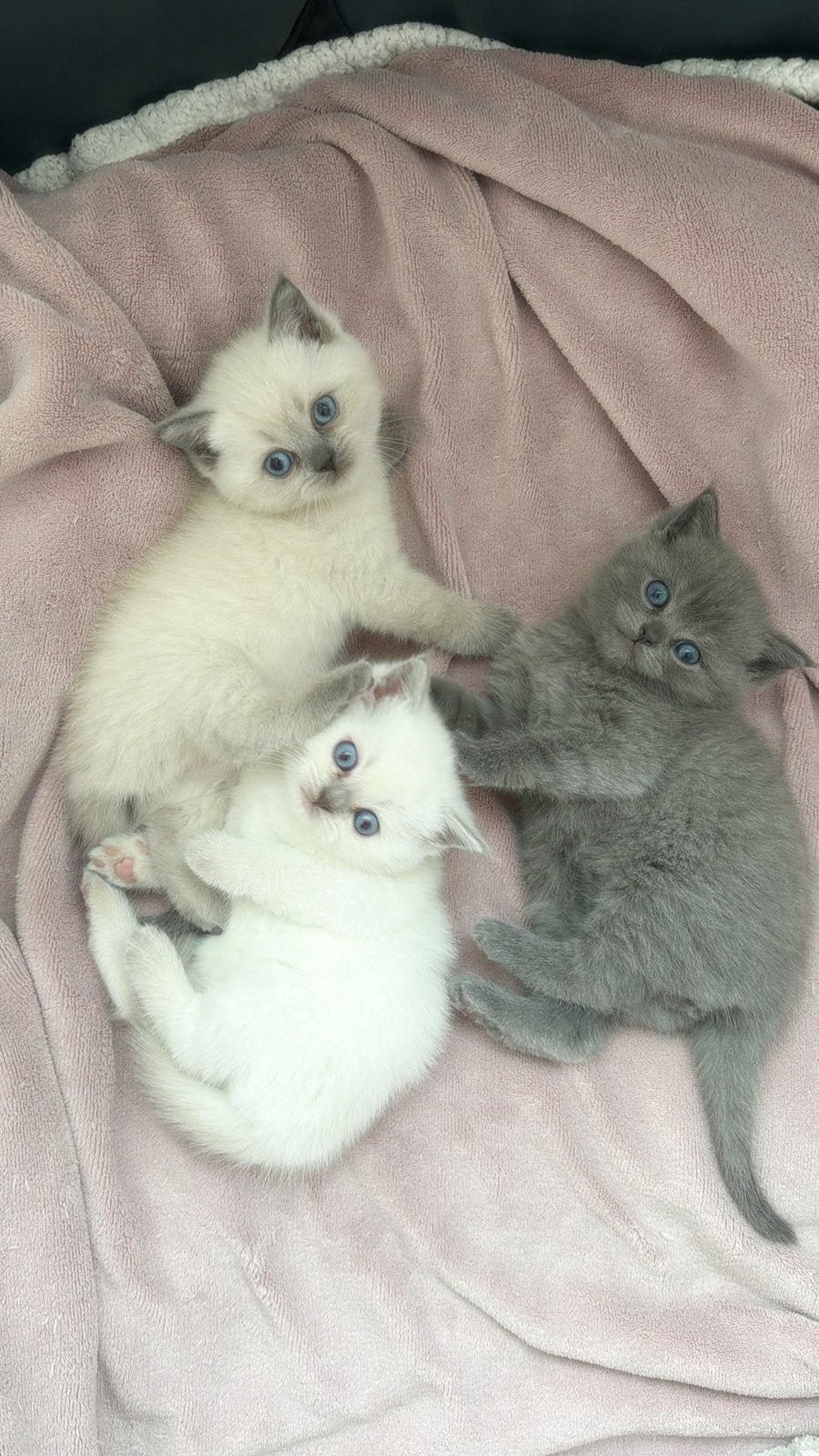 Prachtige Britse korthaar kittens nog 1 beschikbaar, Meerdere dieren, Ontwormd