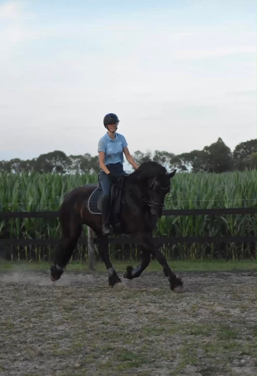 Talentvolle grote friese stermerrie, Dieren en Toebehoren, Merrie, Met stamboom, Dressuurpaard, 170 tot 175 cm