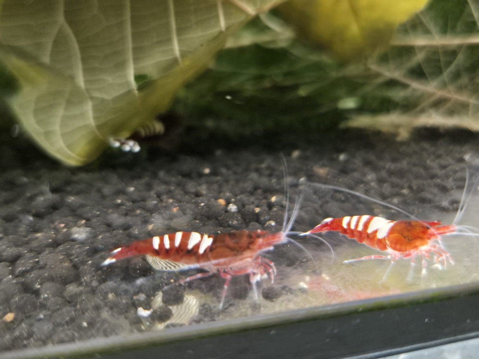 Pinto Multistripe Red garnalen rood wit, Caridina, Kreeft, Krab of Garnaal