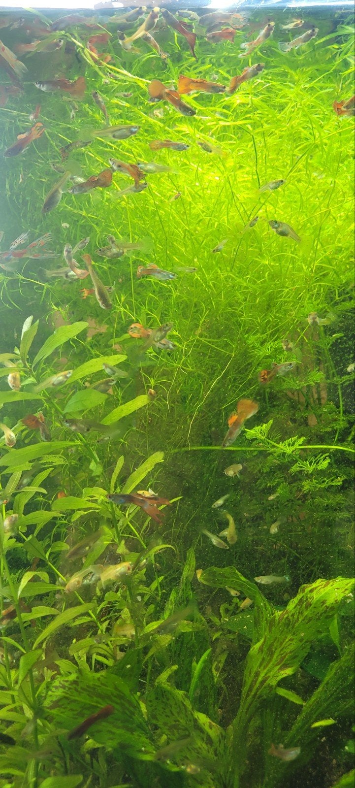 Honderden guppen, €0,25 per stuk, Dieren en Toebehoren, Vissen | Aquariumvissen, Vis
