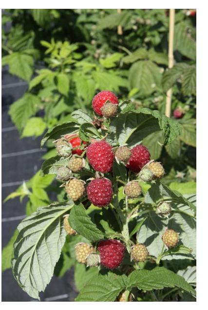 frambozenstruik rubus ideaus / Framboos / Frambozen, Tuin en Terras, Planten | Tuinplanten, Ophalen, Volle zon, Vaste plant, Fruitplanten