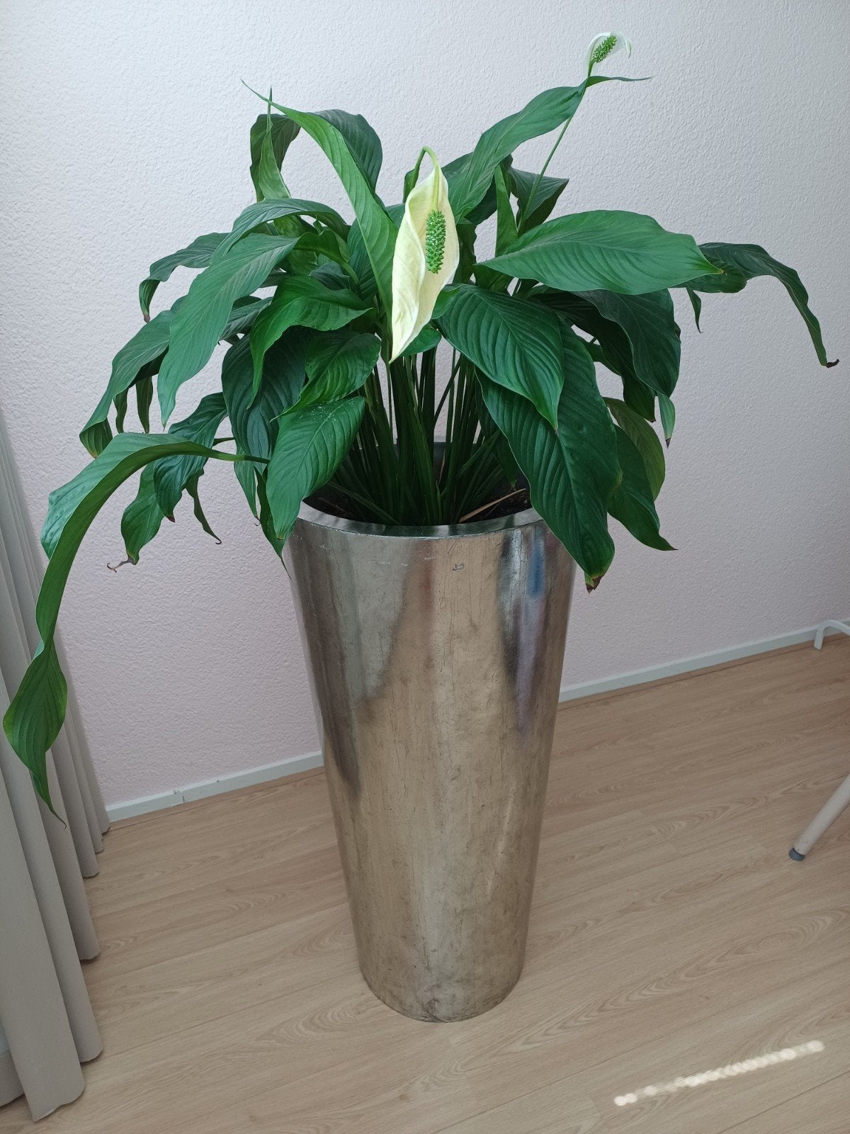 2 XXL Zilveren Plantenbakken met Planten - Eye-catcher!, Tuin en Terras, Planten | Tuinplanten, Vaste plant, Bloeit niet, Halfschaduw