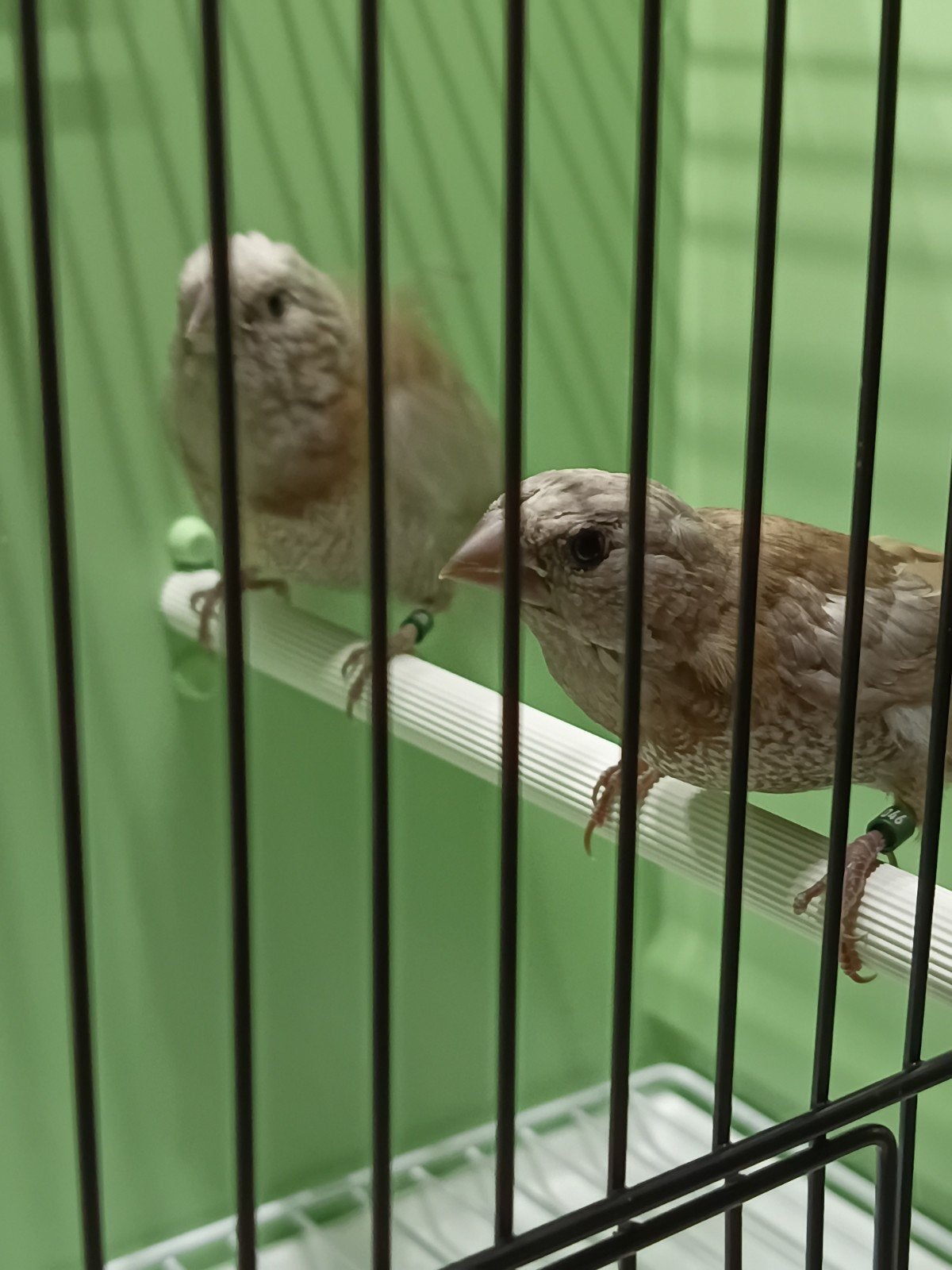 Koppel bruin geparelde japanse meeuwtjes 2026, Dieren en Toebehoren, Tropenvogel, Geringd