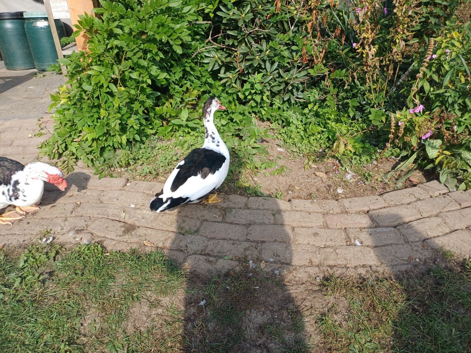 5 kaapse eenden/ muskuseenden, Meerdere dieren, Eend