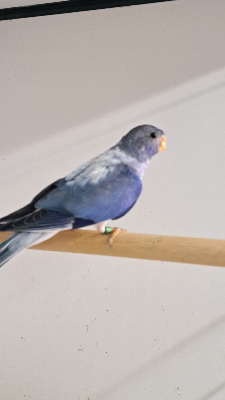splendid, Dieren en Toebehoren, Vogels | Parkieten en Papegaaien, Vrouwelijk, Parkiet
