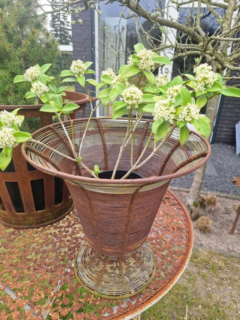 2 Mooie skimmia japonica in pot, exclusief buitenpot, mand, Tuin en Terras, Planten | Tuinplanten, Ophalen