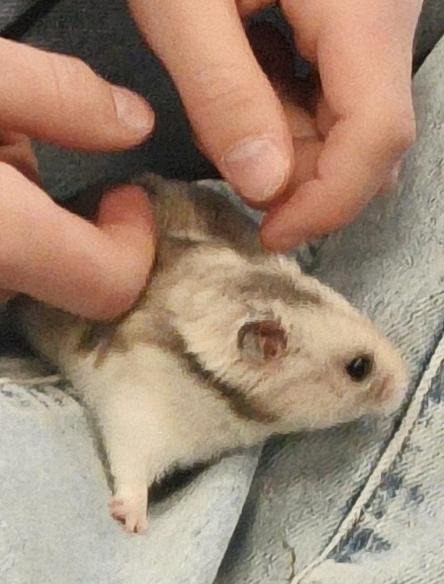 Goudhamster met groot verblijf! 2 maanden oud., Hamster, Maart, Mannelijk, Tam