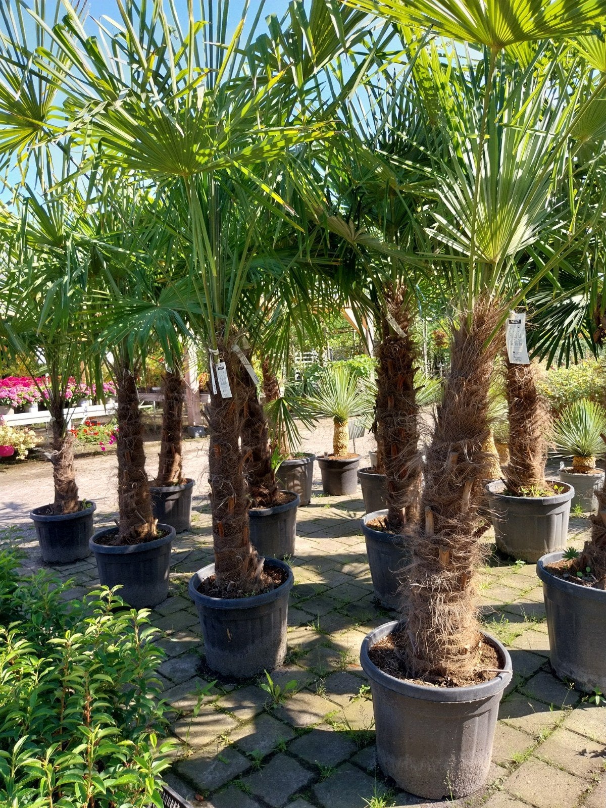 Trachycarpus Fortunei - Winterharde Palmboom, Volle zon, Vaste plant, Bloeit niet, Ophalen