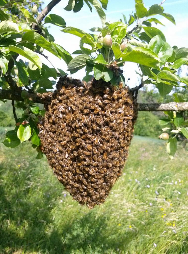 Bijen zwerm honingbijen bijenzwerm gezien?