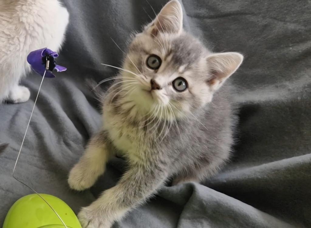Britse korthaar kittens, Dieren en Toebehoren, Katten en Kittens | Raskatten | Korthaar, Meerdere dieren, Ontwormd, 0 tot 2 jaar