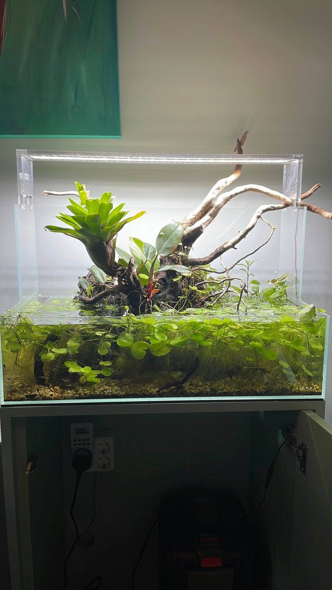 Dooa aquarium 60x30x36/16 met toebehoren, Ophalen, Inclusief planten, Gebruikt, Leeg aquarium