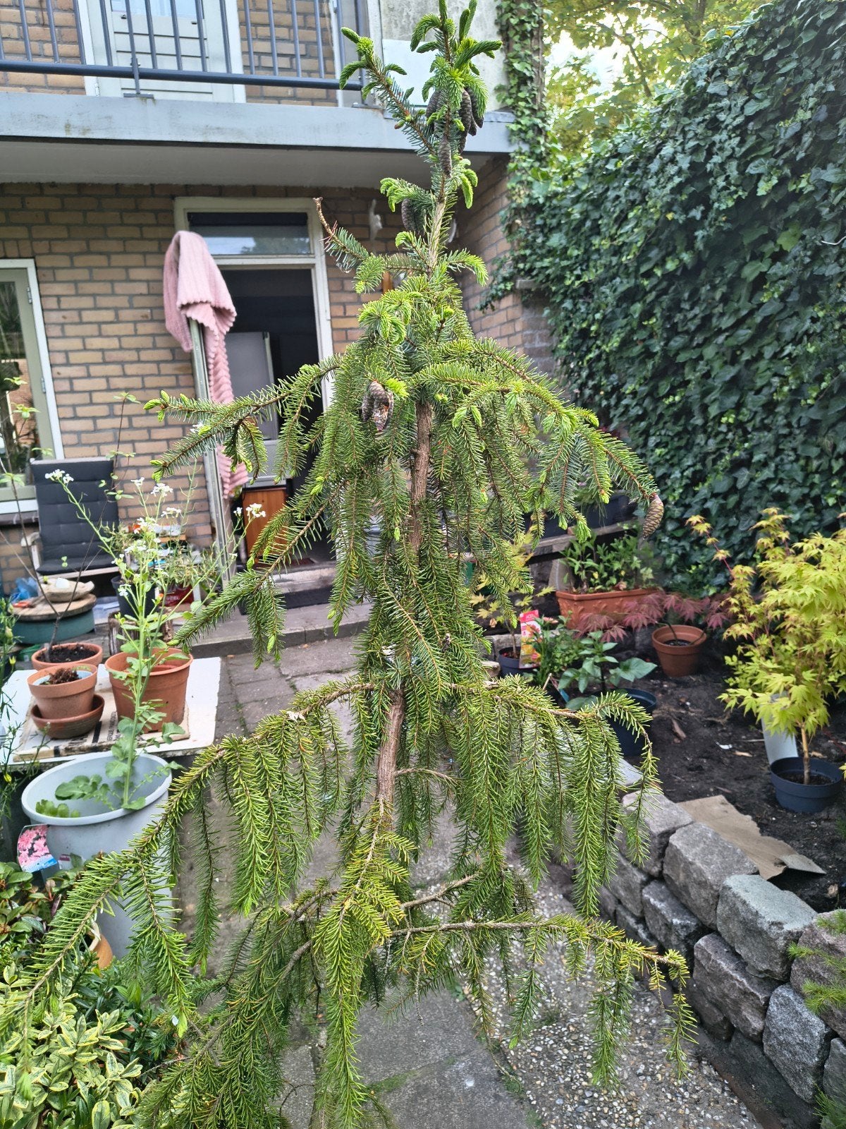 Servische Spar (picea omorika), Ophalen, Bloeit niet, Overige soorten, Minder dan 100 cm