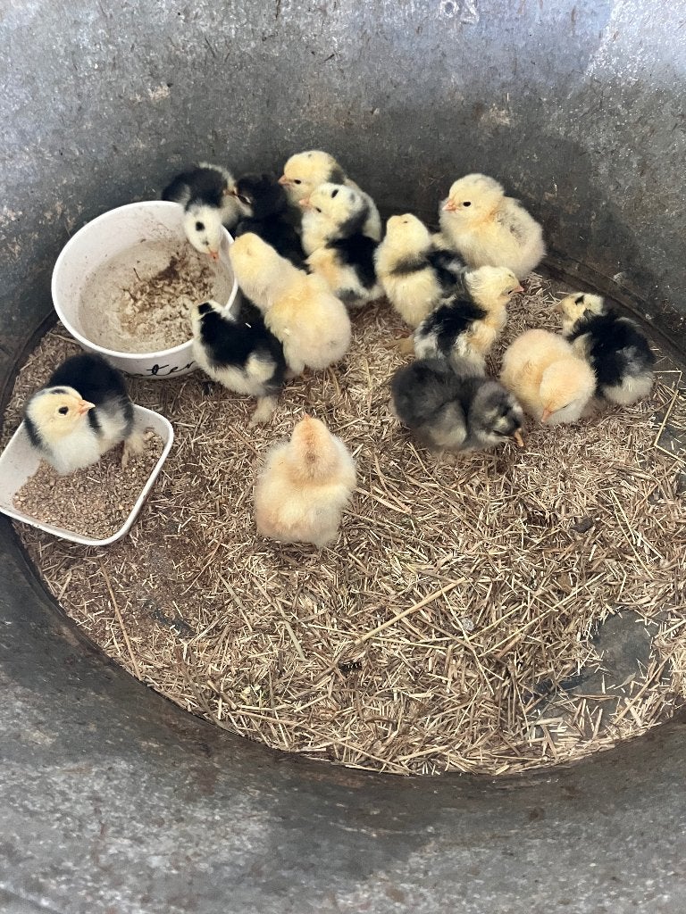 Brahma kuikens, Dieren en Toebehoren, Pluimvee, Geslacht onbekend, Kip
