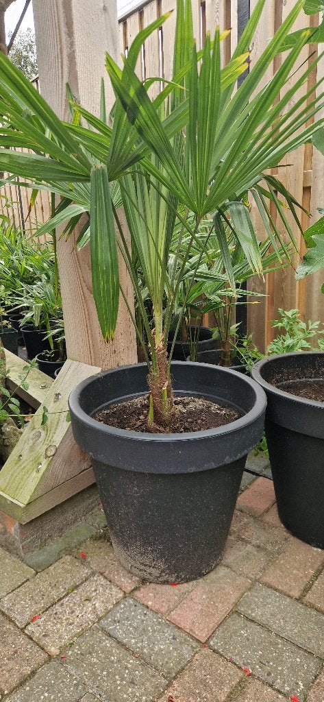 Trachycarpus Fortunei    AANBIEDING (3 halen 2 betalen), Tuin en Terras, Planten | Tuinplanten, Vaste plant, Halfschaduw, Zomer
