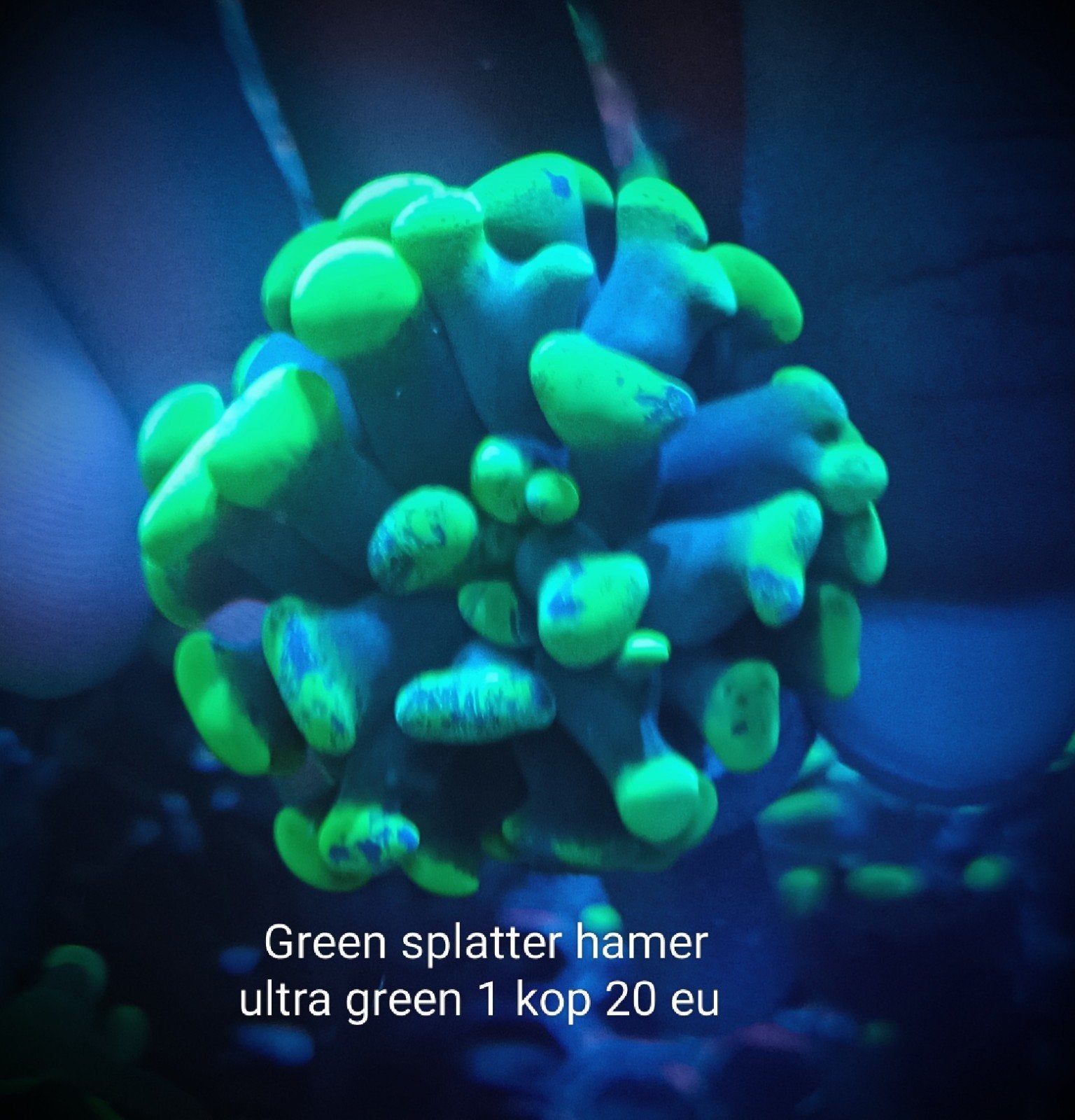 WYSIWYG green splatter hamer (Euphyllia paraancora), Dieren en Toebehoren, Zoutwatervis
