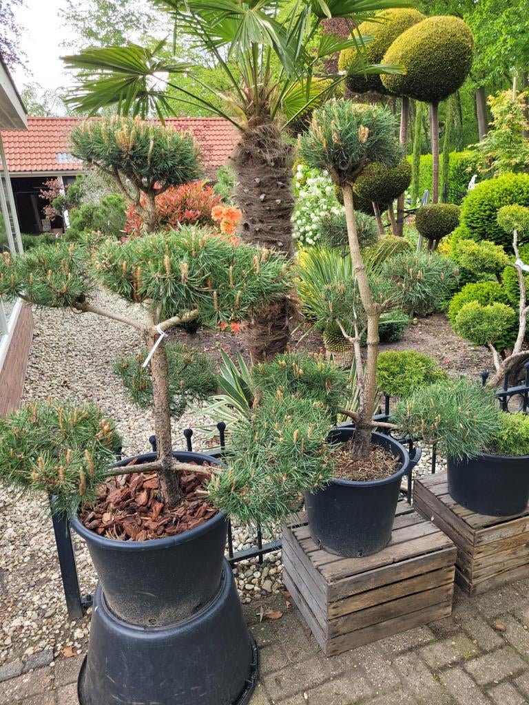 Pinus Nigra (Zwarte Den) - Net Gesnoeid in Ponpon Vormsnoei, Ophalen, Overige soorten, Volle zon