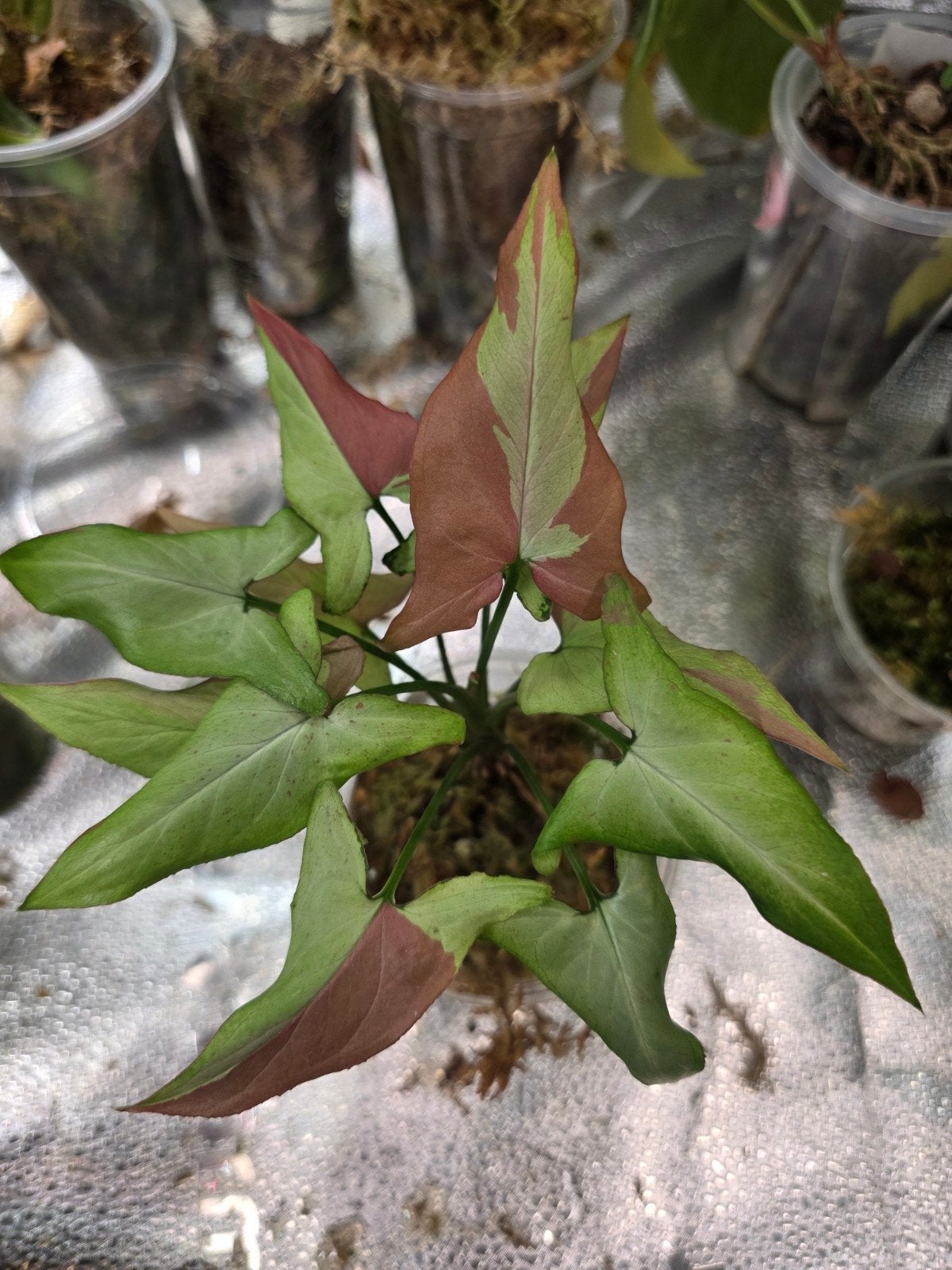 Syngonium pink salmon, Huis en Inrichting, Ophalen of Verzenden, Halfschaduw, Minder dan 100 cm