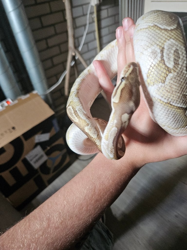 Ball python