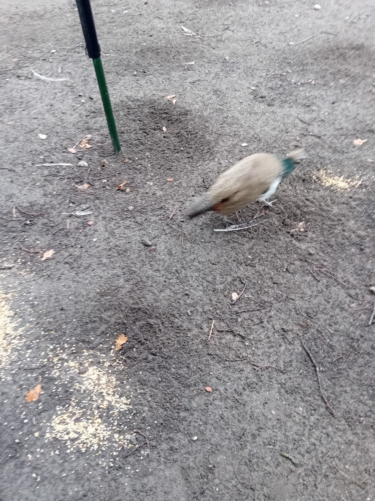 pauwen, Meerdere dieren, Overige soorten