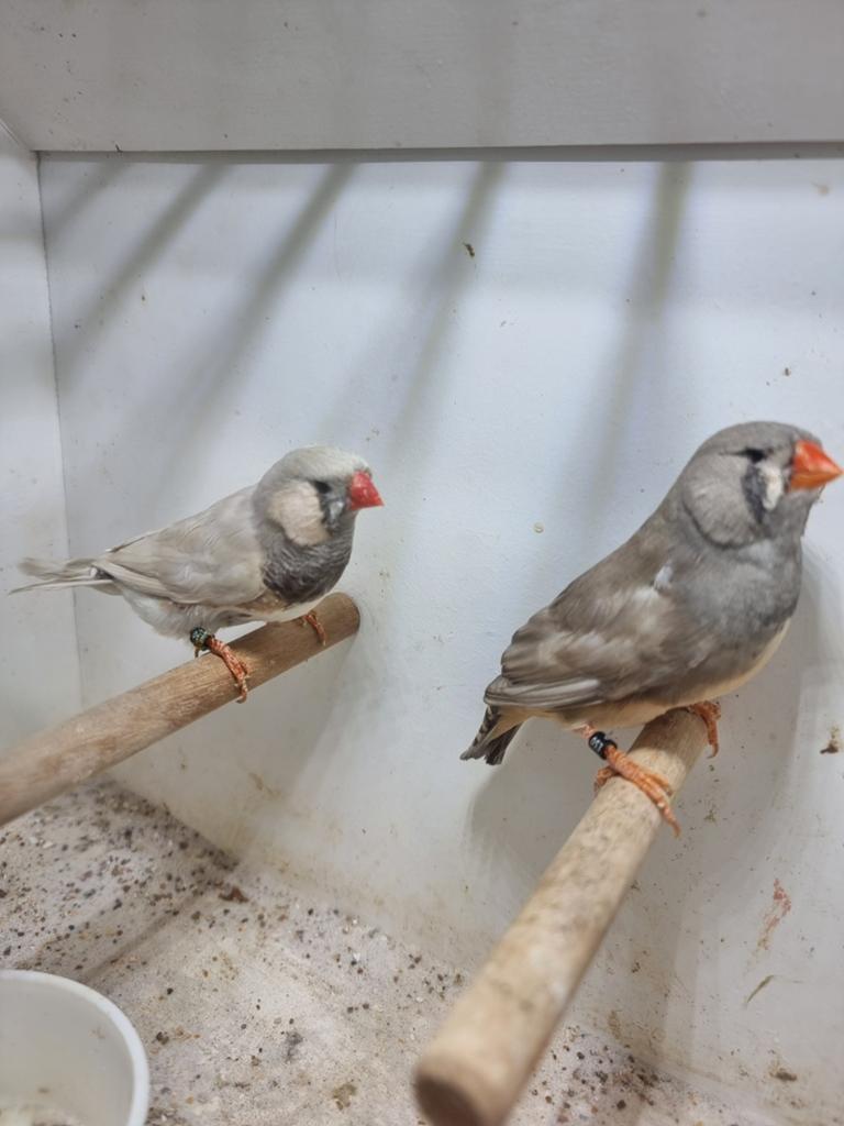Te koop koppel Pastel split charcoal, Meerdere dieren