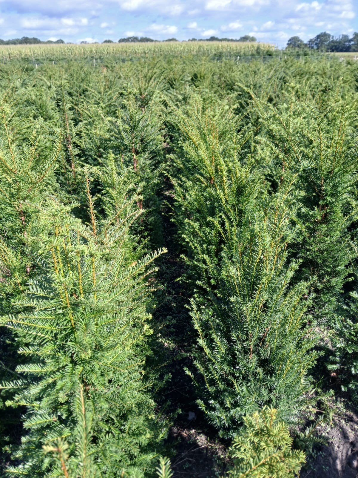 Taxus Baccata - Haagplant / Conifeer, Vaste plant, Bloeit niet, Halfschaduw, Ophalen