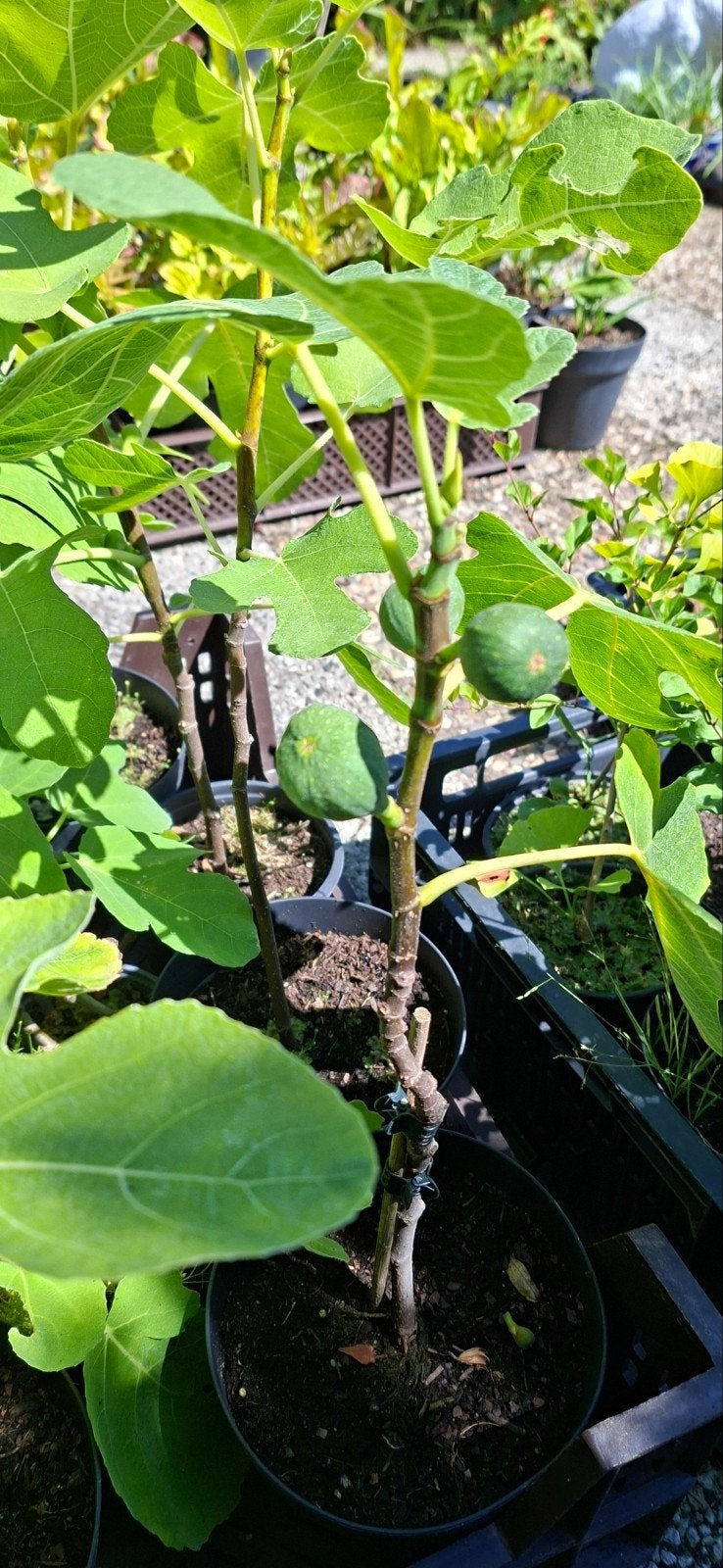 Vijgenboom Ficus Carica (Brown Turkey), Ophalen, Minder dan 100 cm, In pot, Vijgenboom