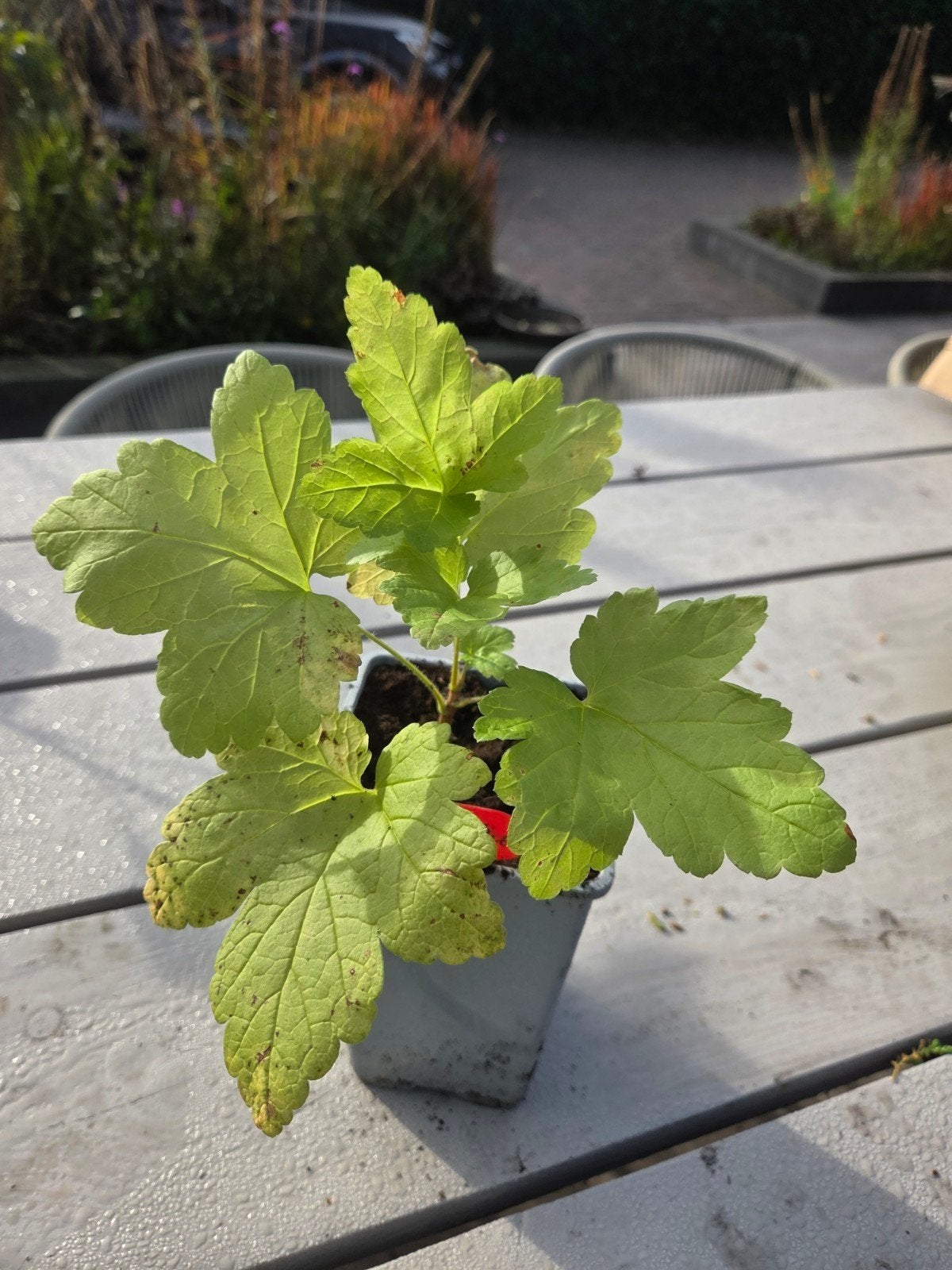 Rode Aalbes plant - Jonge Ribes Rubrum, Ophalen, Minder dan 100 cm, Lente, Overige soorten