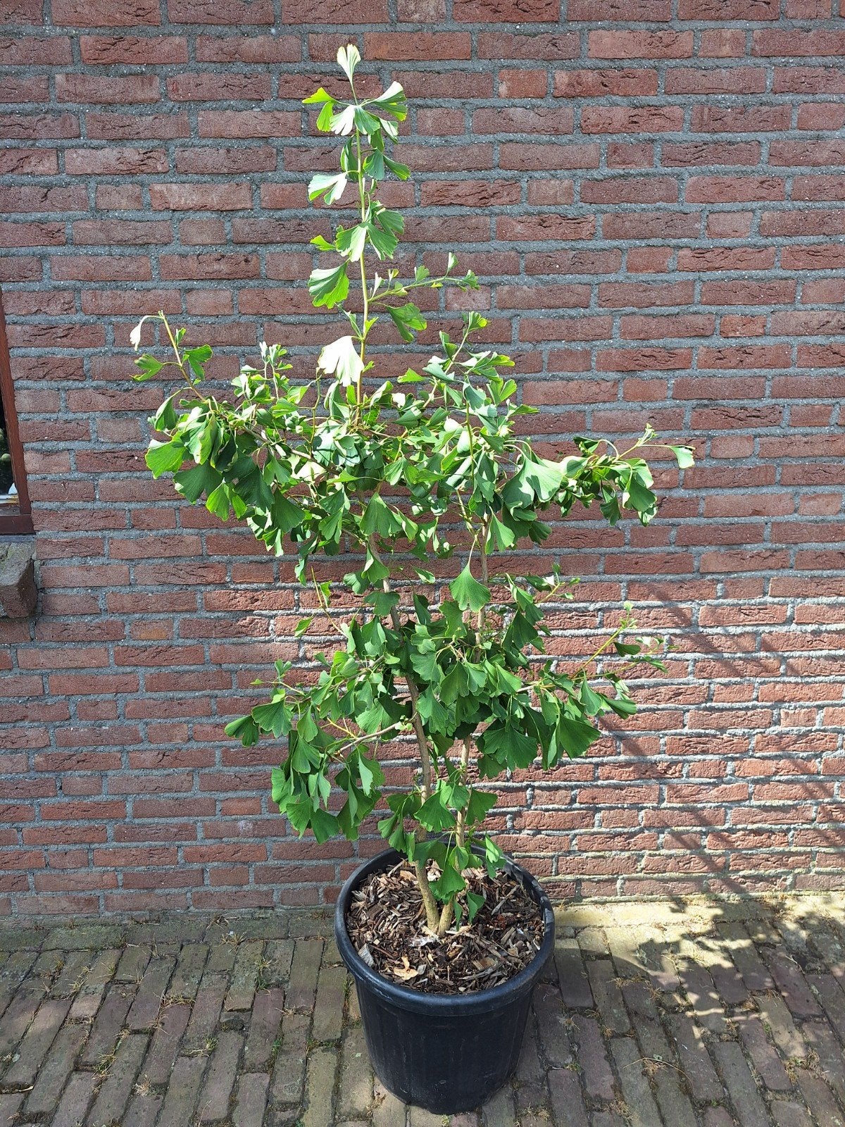 Ginkgo biloba, Ophalen