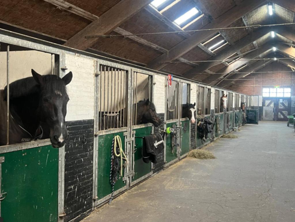 Stalling vrij bij Manege de Dollard Winschoten, Dieren en Toebehoren, Stalling, 4 paarden of pony's of meer