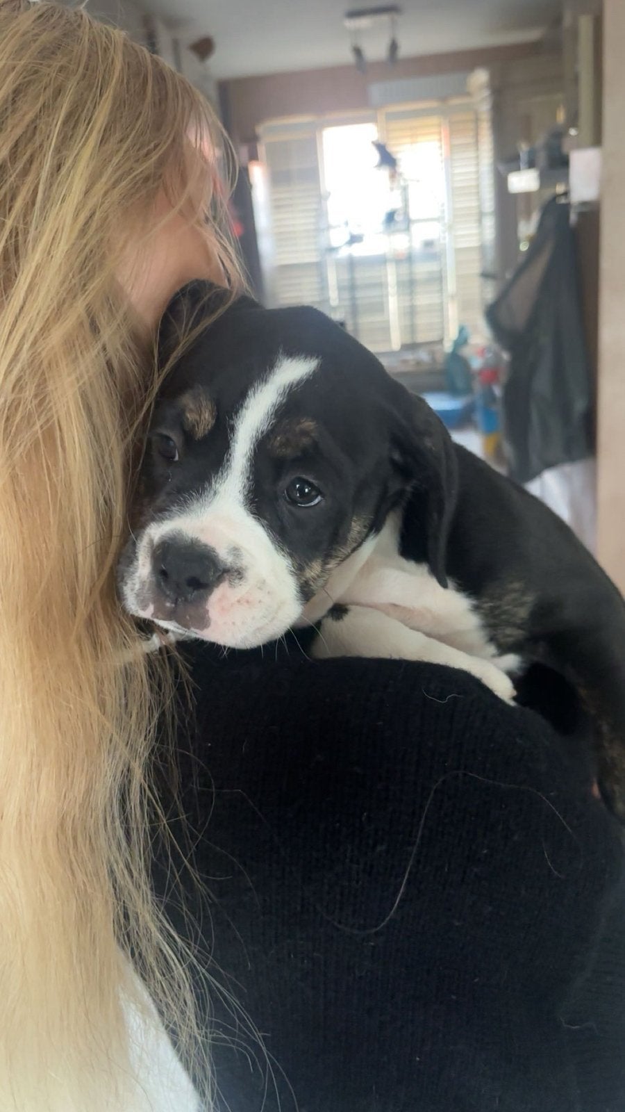 Prachtige Old English Bulldogs, Reu, 8 tot 15 weken, Parvo, Bulldog