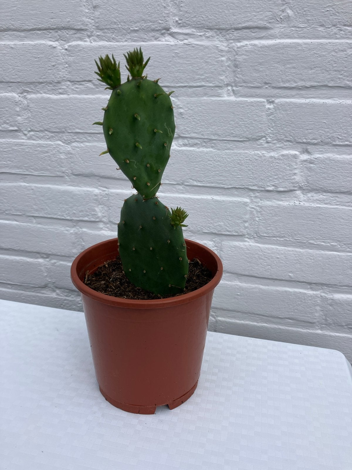 Opuntia cactus met nieuwe scheuten, Volle zon, Vaste plant, Bloeit niet, Ophalen